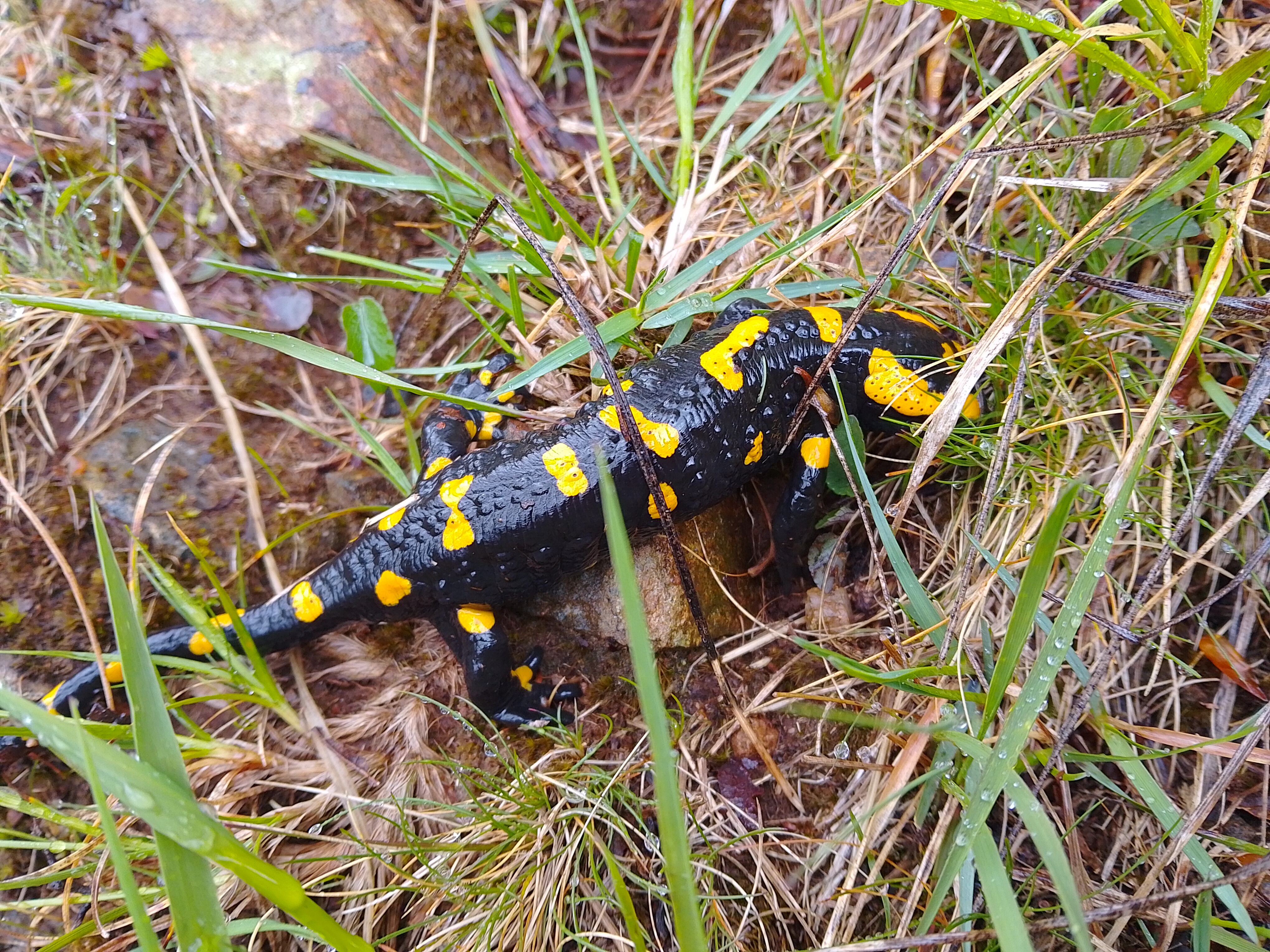 Neben diesem Salamander haben auch ein Dachs und einige kleine Wildschweine unsere Wege gekreuzt.