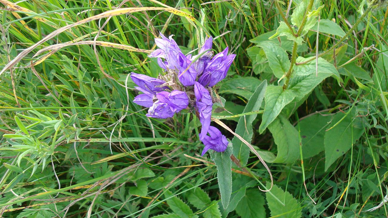 Antonio - 100 x Staubern