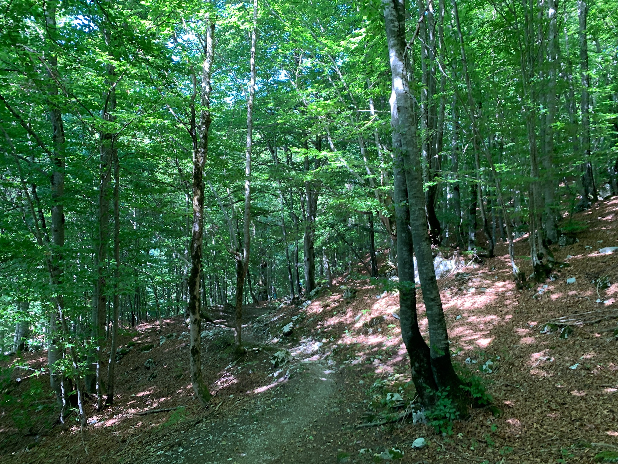 Single Trail nach Serneus