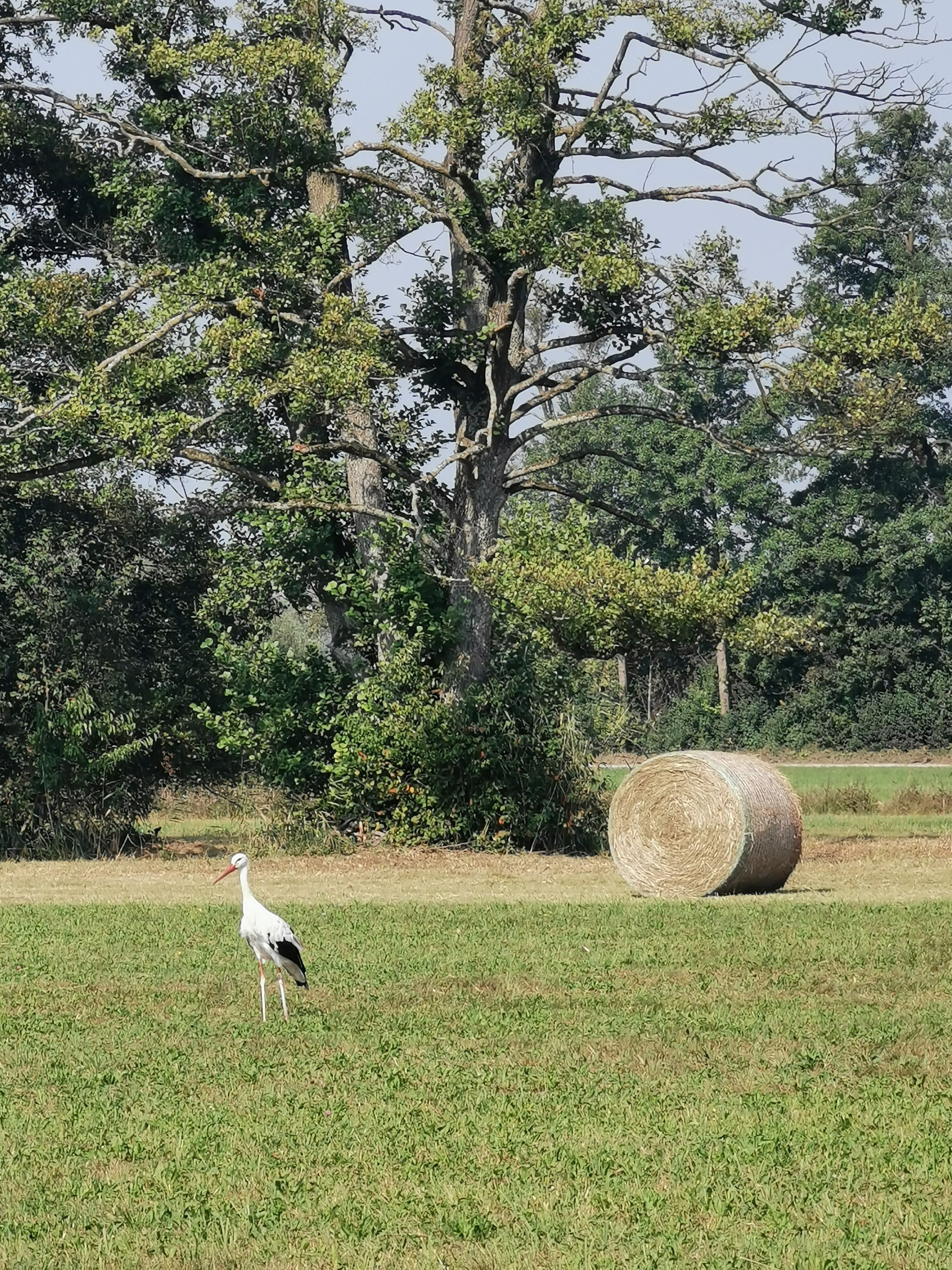 41. Greifenseelauf "The Special One", 14. - 19. September 2020