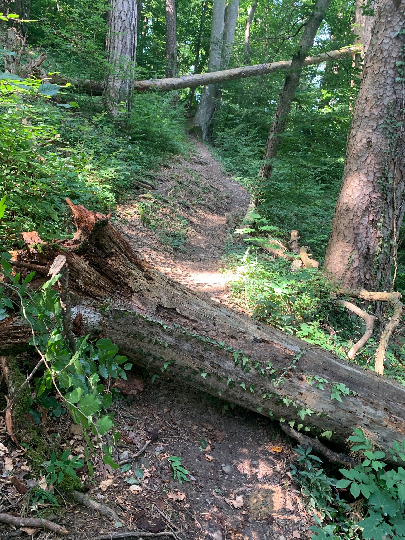 (K)ein Hindernis für kurze Beine